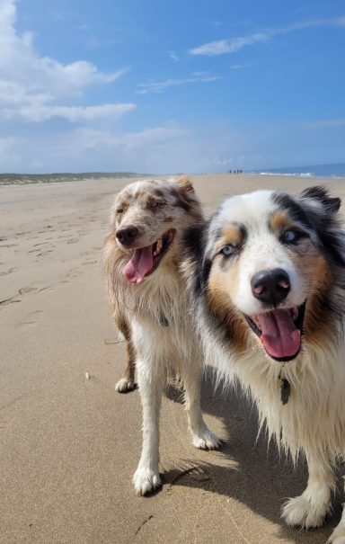 Glückliche Hunde in Noordwijk